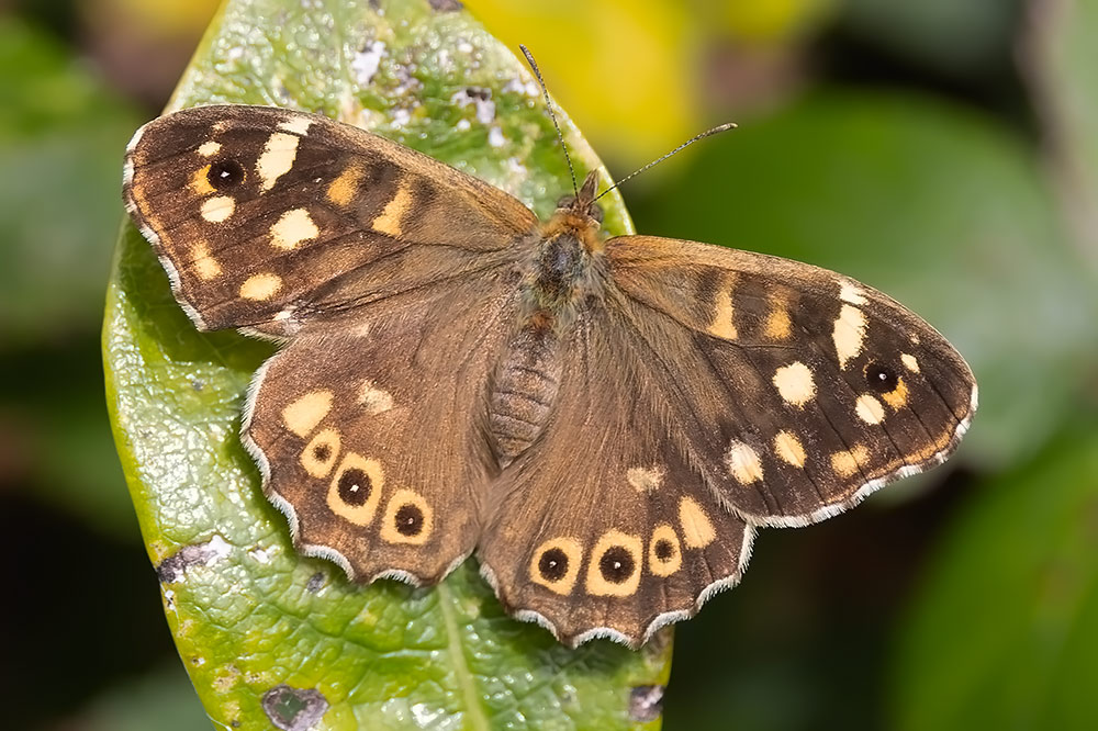 Scilly speckled wood